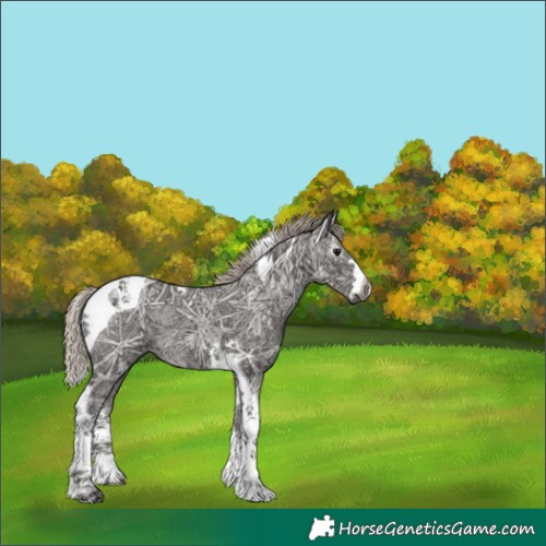 Horse Color:Gray Silver Black Ice Splash Tobiano Rabicano 