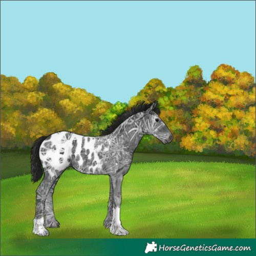 Horse Color:Gray Black Ice Tobiano Appaloosa 