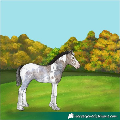 Horse Color:Gray Classic Champagne Ice Splash Tobiano Appaloosa 
