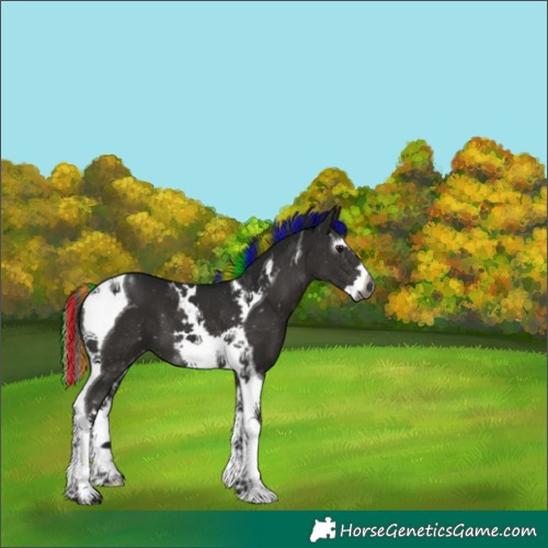 Horse Color:Gray Painted Black Splash Tobiano Appaloosa 