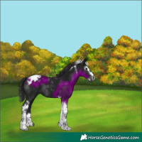 Horse Color:Gray Black Splash Tobiano Appaloosa Rabicano