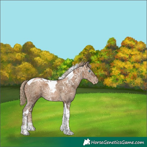 Horse Color:Gray Chocolate Palomino Ice Pearl Tobiano Appaloosa Rabicano 