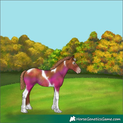 Horse Color:Gray Gold Champagne Tobiano Rabicano 