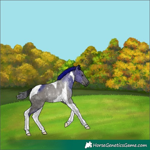 Horse Color:Grullo Tobiano Rabicano