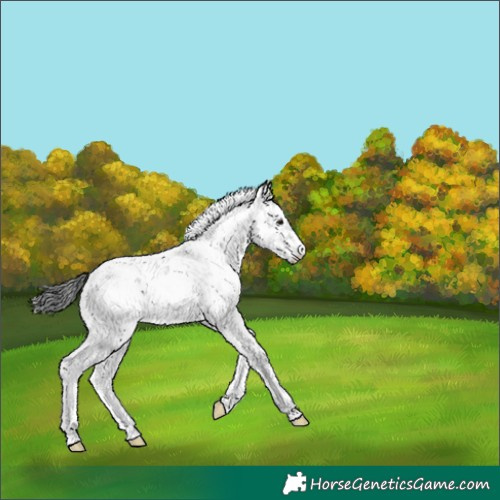 Horse Color:Black Sabino Rabicano