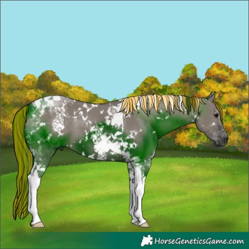 Horse Color:Painted White Spotted Grullo Tobiano 