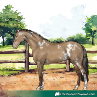 Horse Color:Gray White Spotted Classic Champagne Dun Tobiano Rabicano 