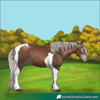 Horse Color:Gray Silver Black Pearl Tobiano 