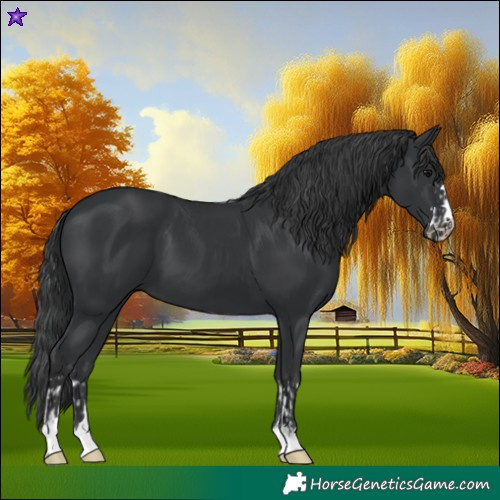 Horse Color:Black and Black