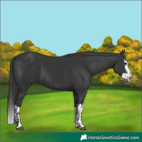Horse Color:Black and Black Splash