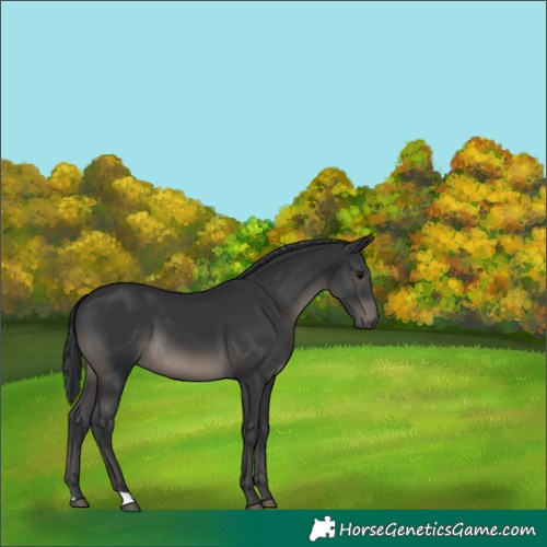 Horse Color:Black 