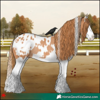 Horse Color:White Spotted Chestnut Splash Appaloosa Rabicano 