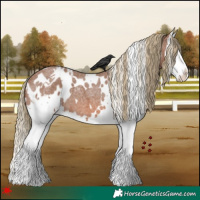 Horse Color:White Spotted Red Roan Splash Appaloosa 