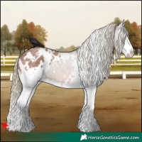 Horse Color:White Spotted Red Roan Splash Appaloosa 