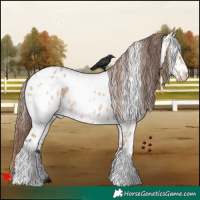 Horse Color:White Spotted Bay Dun Appaloosa 