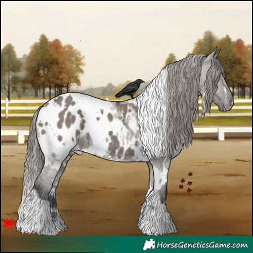 Horse Color:White Spotted Grullo Appaloosa 