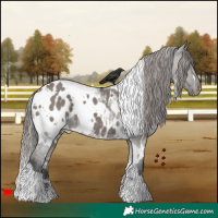 Horse Color:White Spotted Grullo Appaloosa