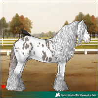 Horse Color:White Spotted Grullo Appaloosa 
