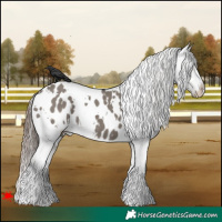 Horse Color:White Spotted Grullo Appaloosa 