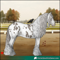Horse Color:White Spotted Grullo Appaloosa 