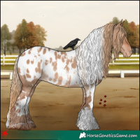 Horse Color:White Spotted Red Dun Appaloosa Rabicano 