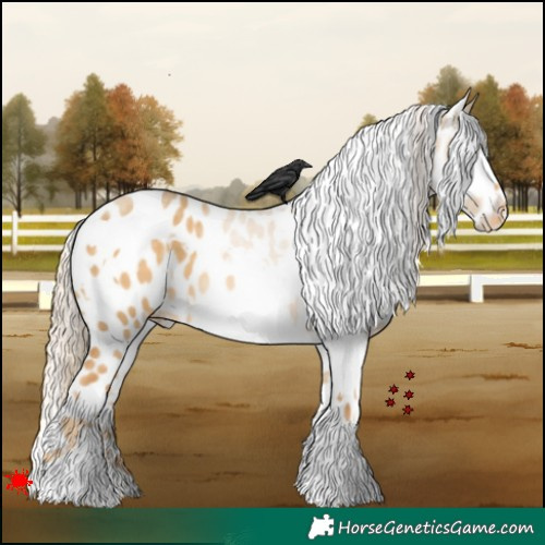 Horse Color:White Spotted Palomino Dun Appaloosa 