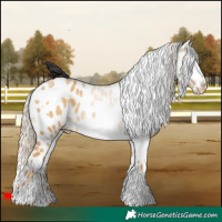 Horse Color:White Spotted Palomino Dun Appaloosa 