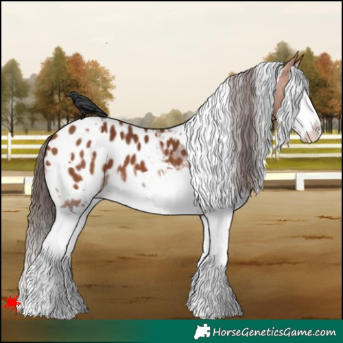Horse Color:White Spotted Bay Splash Appaloosa 