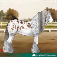 Horse Color:White Spotted Bay Splash Blanket 