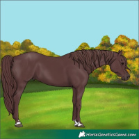 Horse Color:Chocolate Black 