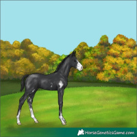 Horse Color:Black Sabino