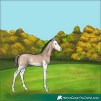 Horse Color:Bay Dun Sabino Splash Appaloosa 