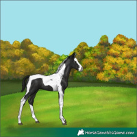 Horse Color:Gray Black Sabino Splash Tobiano