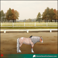 Horse Color:Silver Bay Roan Appaloosa 