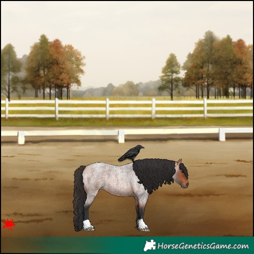 Horse Color:Bay Roan 