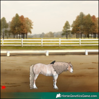 Horse Color:White Spotted Red Roan 