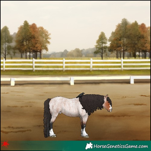 Horse Color:Bay Roan 