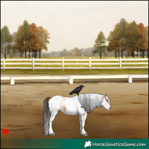 Horse Color:White Spotted Bay 