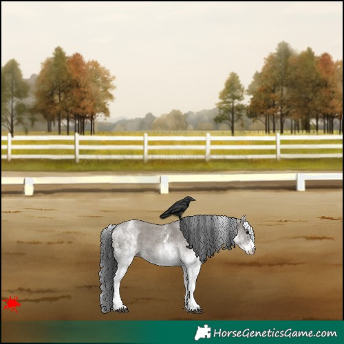 Horse Color:White Spotted Grullo 
