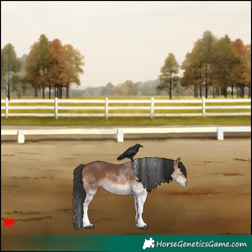 Horse Color:White Spotted Bay 