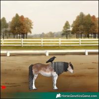 Horse Color:White Spotted Bay 