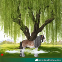 Horse Color:White Spotted Bay 