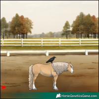 Horse Color:Palomino Dun