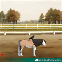 Horse Color:Bay Dun Splash