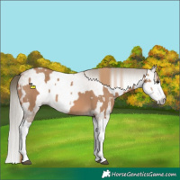 Horse Color:Red Dun Splash  and Gray Red Dun Splash 
