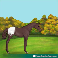 Horse Color:Chocolate Black Appaloosa 