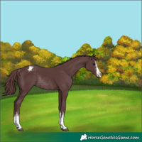 Horse Color:White Spotted Chocolate Black Appaloosa Rabicano 