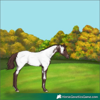 Horse Color:Chocolate Black Appaloosa Rabicano 