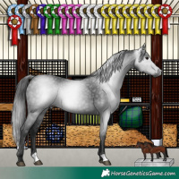 Horse Color:Gray Black