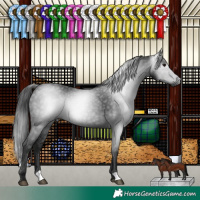 Horse Color:Gray Black 